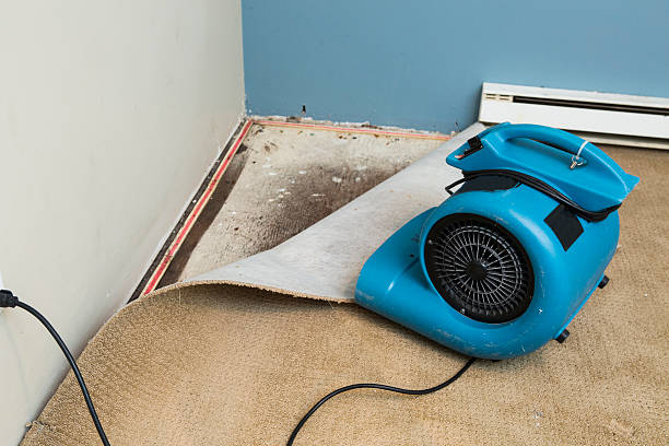 Best Mold removal after water damage  in Niles, OH